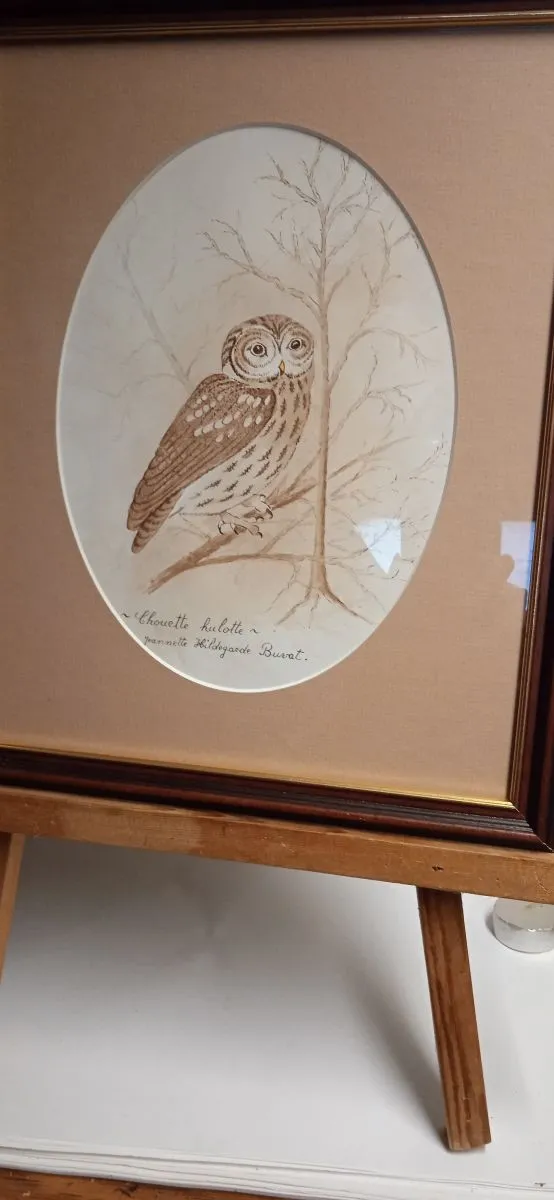 Chouette Hulotte / Tawny Owl