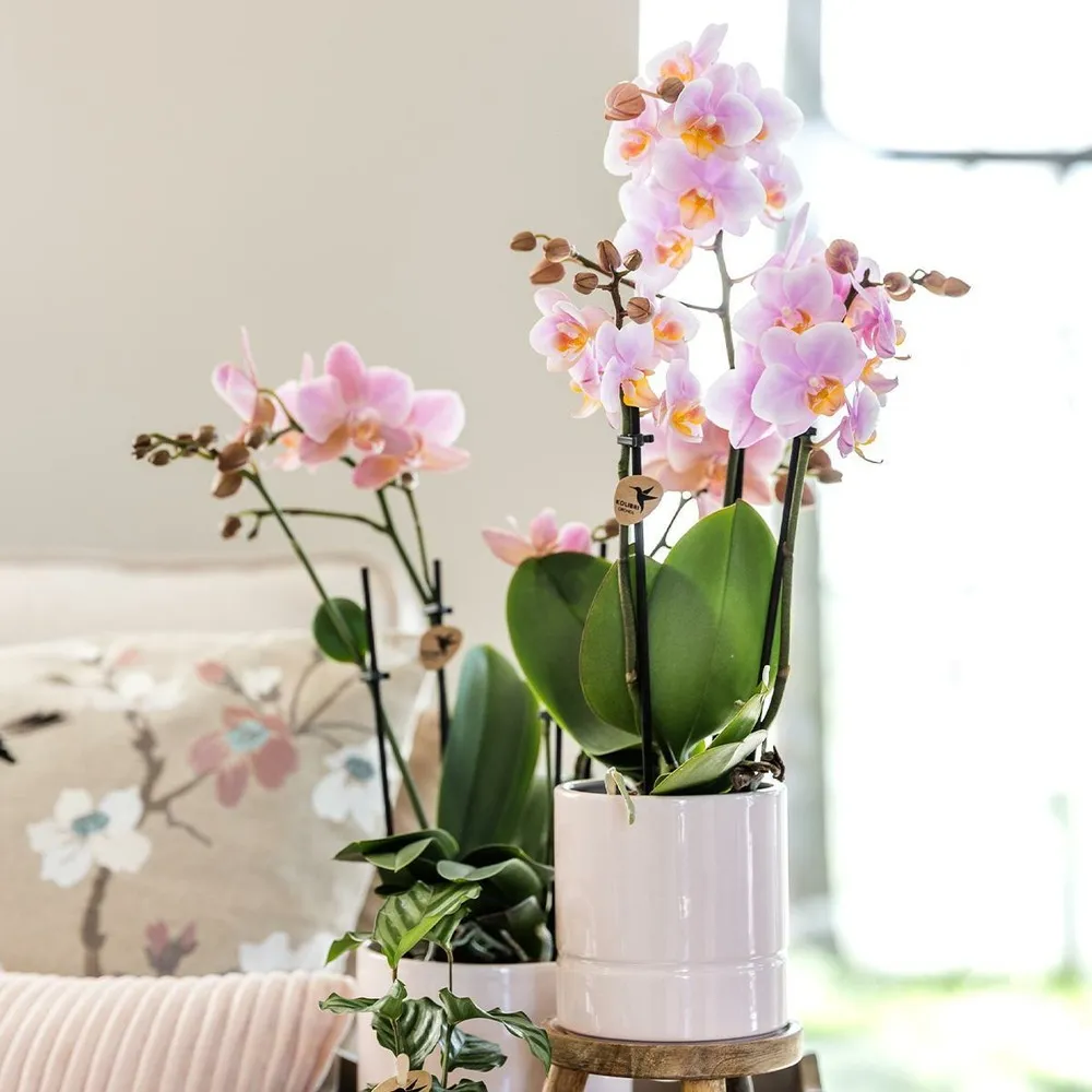 Pot pastel rose doux